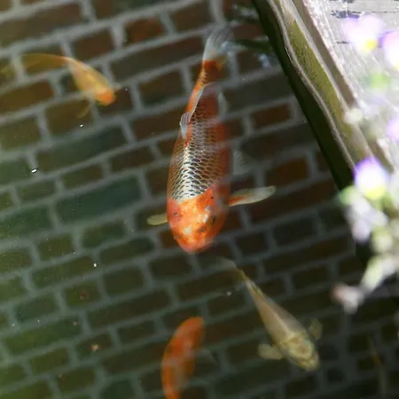 Du Marais 3* Tilques