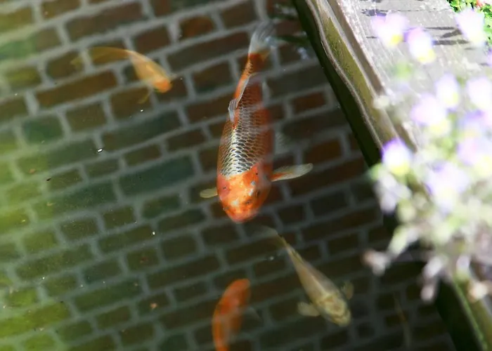 Du Marais 3* Tilques